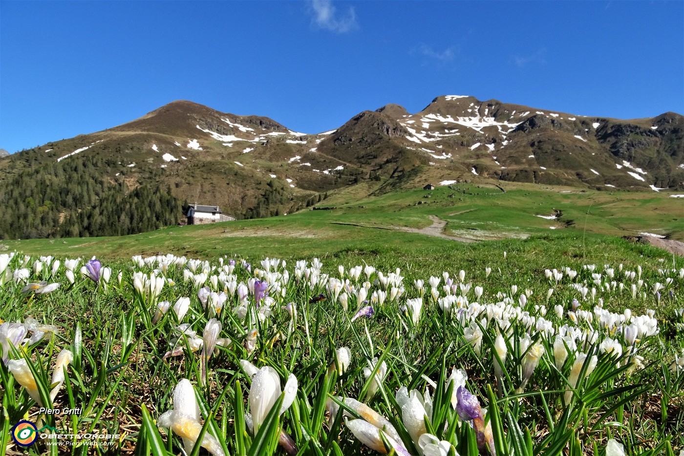 19 I crocus invadono i prati dei Piani d'Avaro.JPG